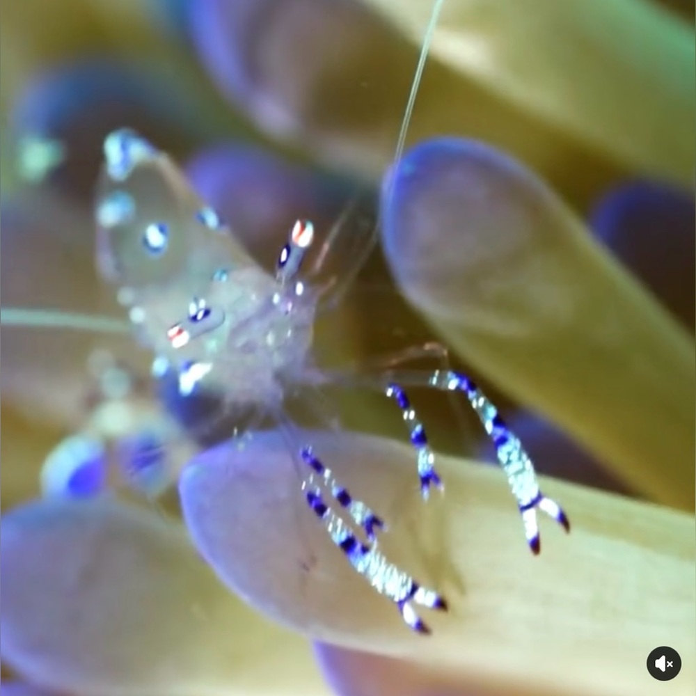 Cute Real little insect